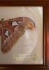 The Atlas Moth by Maija Haavisto
