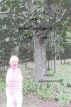 Ms. Wellington's Oak Tree by Adam Wasserman