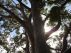 THE BIG WHITE GUM TREE. by  