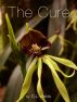 The Cure by D.L. Webb