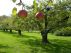 IN ORCHARD LOST by Dominic  King