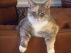 Arizona Pet Connection Resource Booklet by Kim Hill