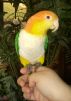 Bird Basics by Kimberly Morin