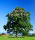 Seeds Become Trees by Joyce Logan-Dunn