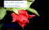 Life without you :  Only Excerpt (series Together) by Sweet Bliss