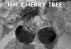 The Cherry Tree by Monica P