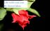 Life without you :   (series Together) by Sweet Bliss
