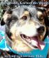 How Buddy Earned His Wings—A Happy Tail by Lorraine Miller