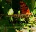 Mariposa, a new way of being is emerging... by Courtney Trowman