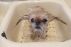 Arizona Pet Connection Resource Booklet by Kim MacCrone