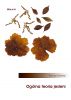 Ogólna teoria jesieni [General theory of autumn] by Tomasz  Sobieraj