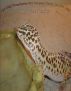 The Only Prescription for Leopard Gecko Captive Care by John F Taylor