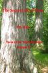 The Secret Life of Trees (Tales of da Yoopernatural, Volume 2) by PD Allen