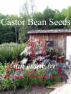 Castor Bean Seeds by Janice Daugharty